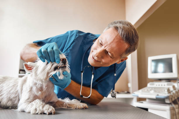 Best Emergency Root Canal Treatment in New Baltimore, VA